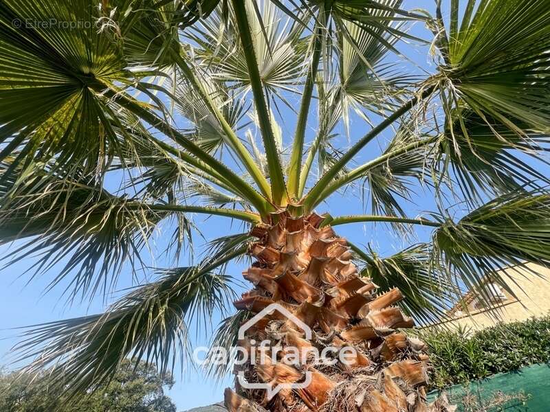 Maison à LE LAVANDOU