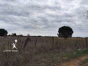 Terrain à AIMARGUES