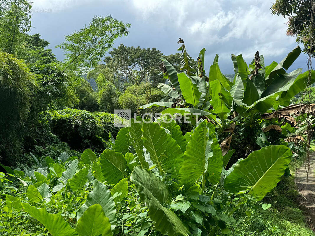 Terrain à LE LORRAIN