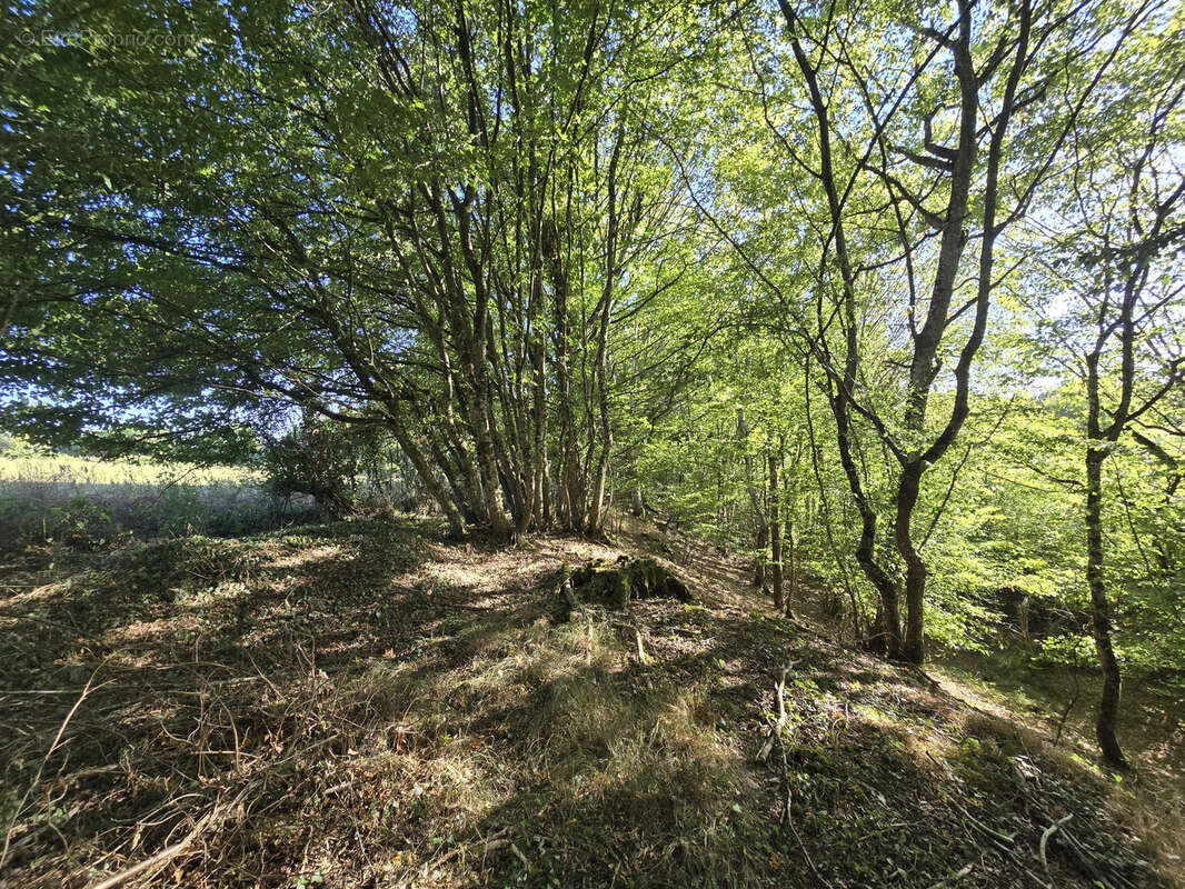 Ensemble foncier de 5 ha 78 a 43 ca   Cernoy-en-Berry - photo 8