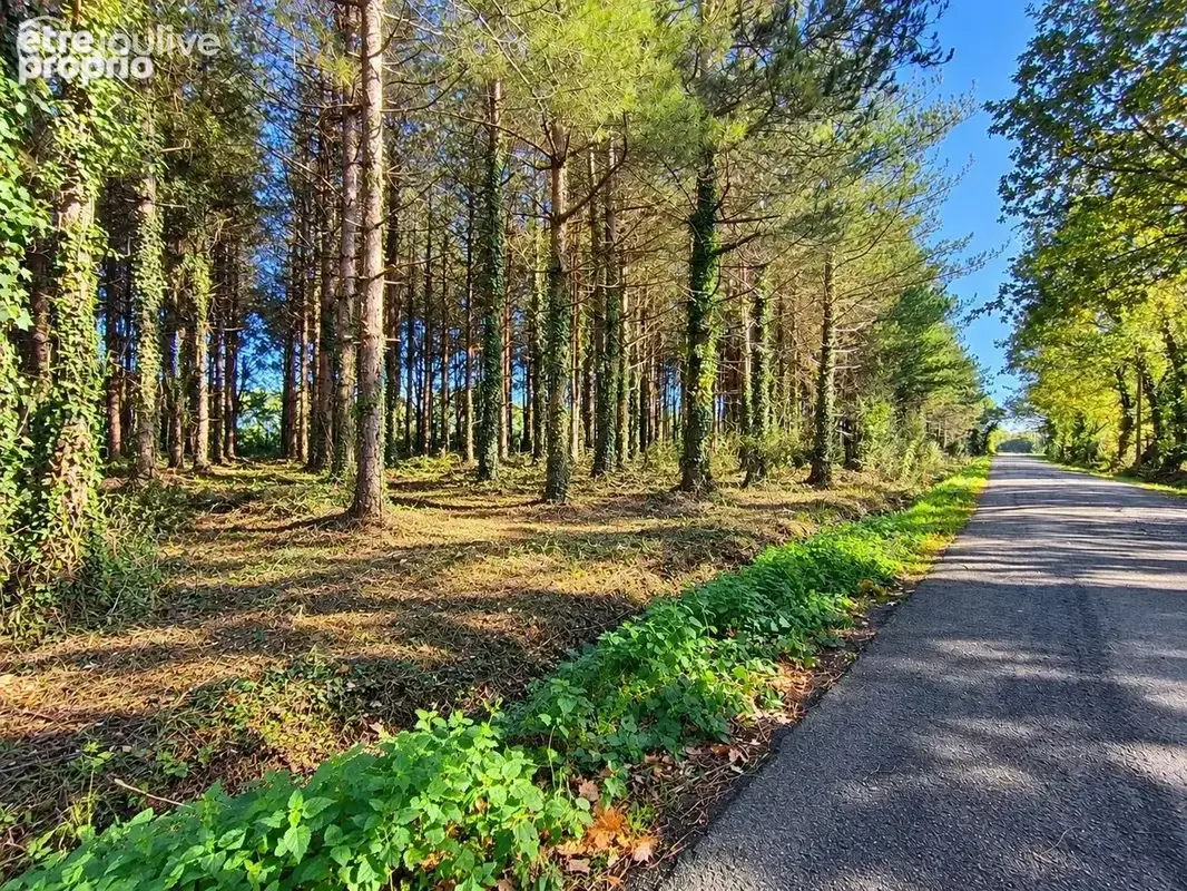 Saint-urbain – sapinière d'environ 5 000 m² – terrain boisé – hors espace boisé classé - photo 1