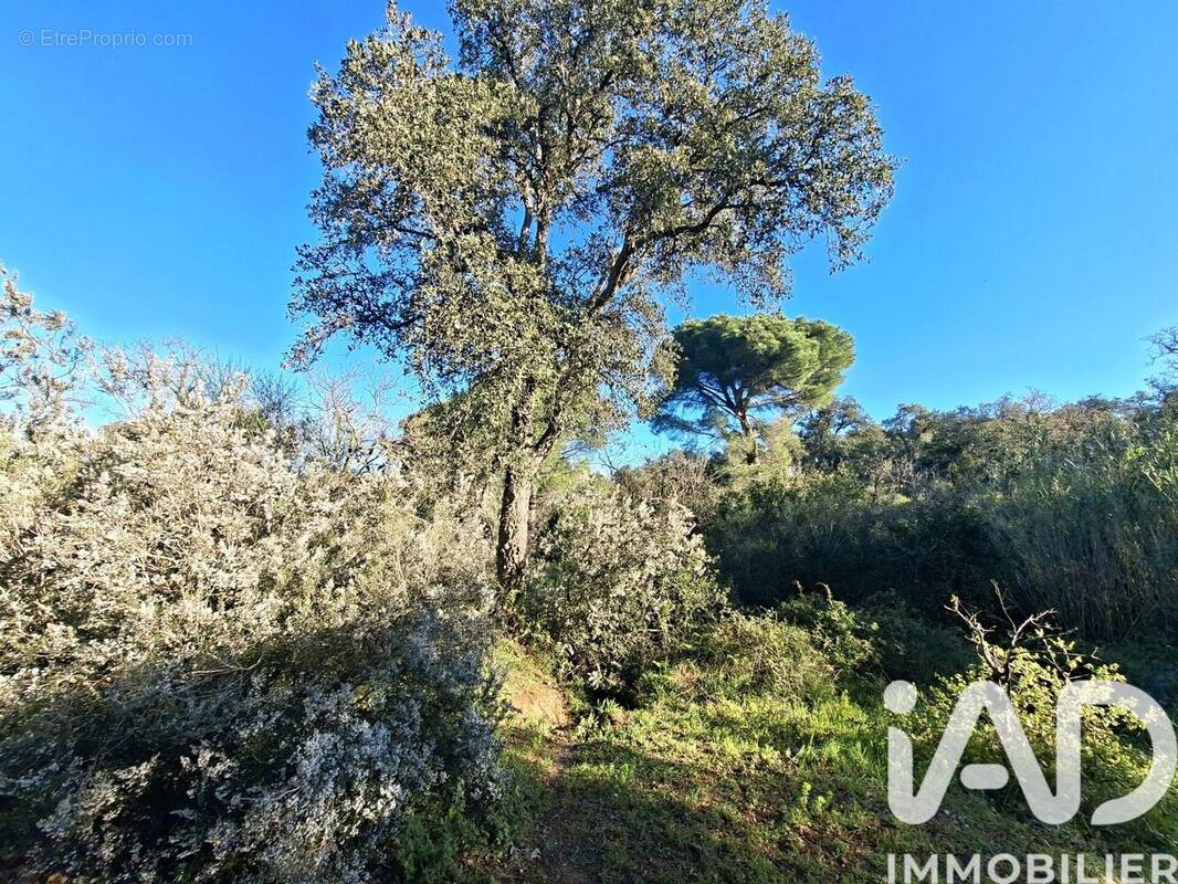 Photo 1 - Terrain à ARGELES-SUR-MER