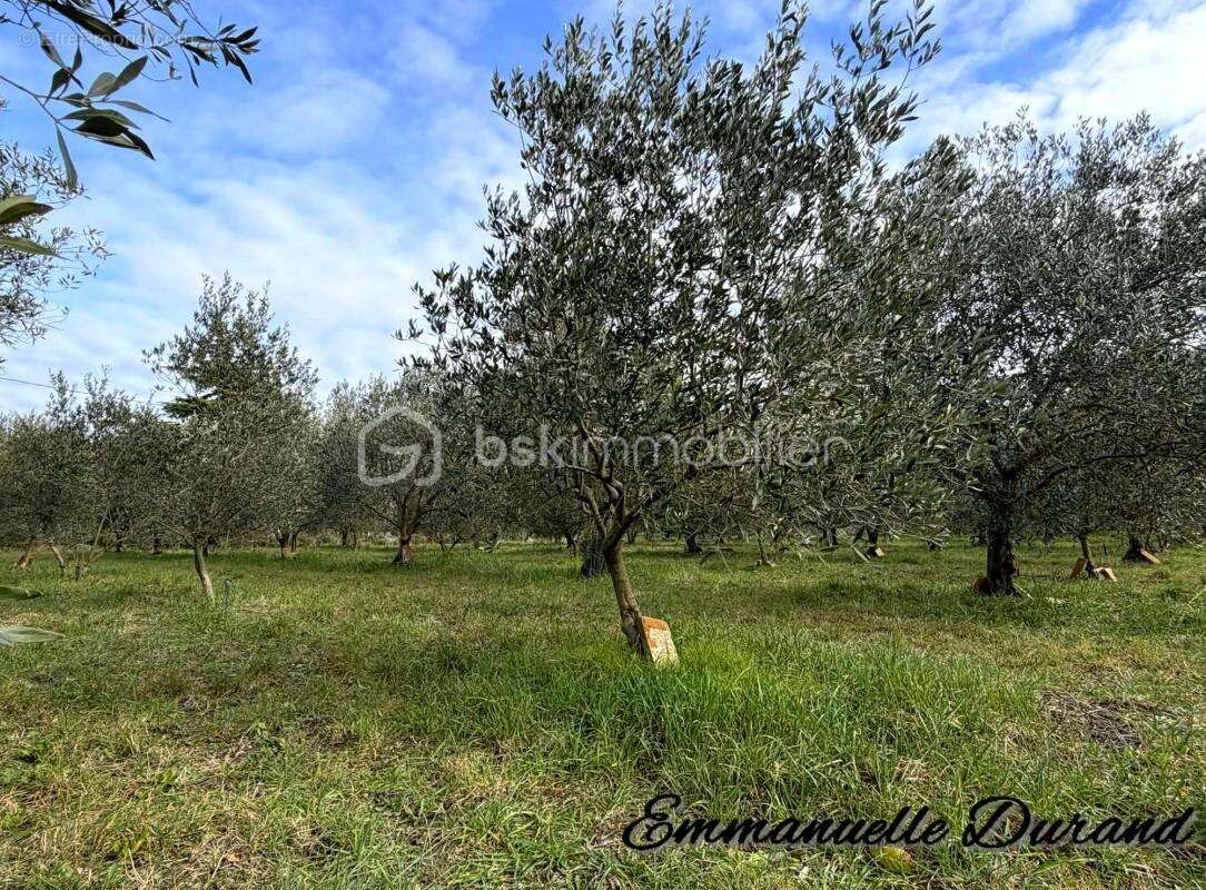Ferme provençale avec exploitation truffière et oliveraie - photo 9