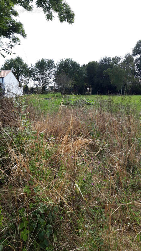 Terrain à LE BERNARD