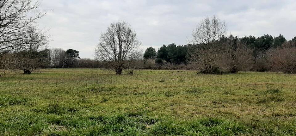 Terrain à ROEZE-SUR-SARTHE