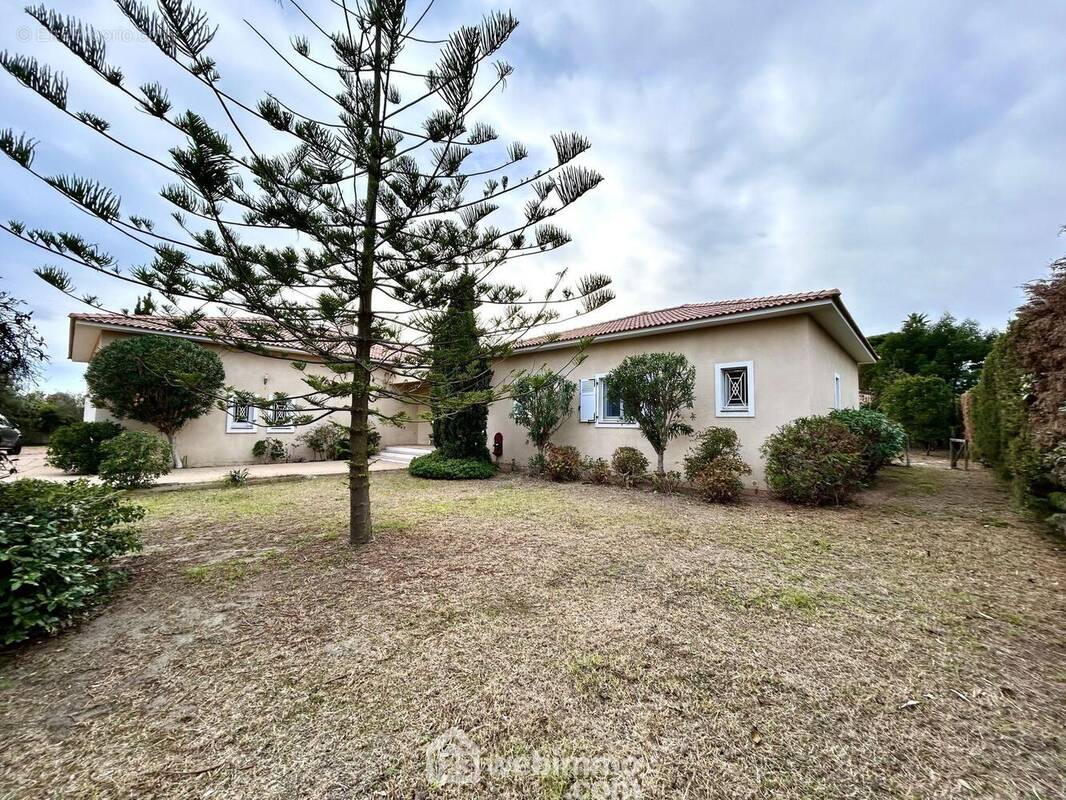 Terrain plat et arboré de 2023 m2 - Maison à LUCCIANA