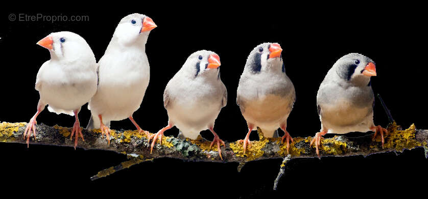 Terrain à LES BORDES