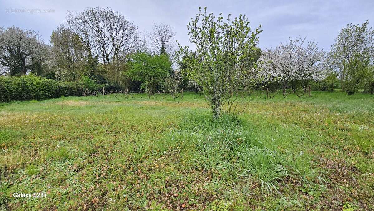 Terrain à SAINT-REMY