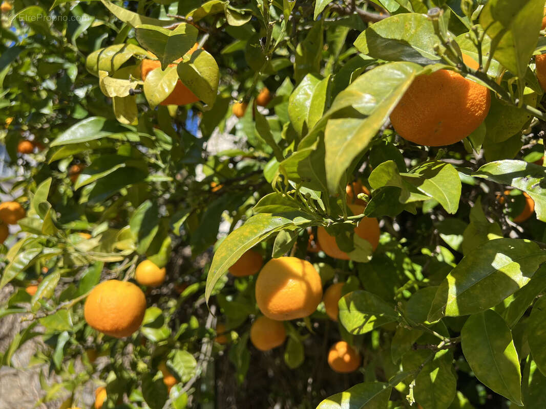 Maison à ARLES-SUR-TECH