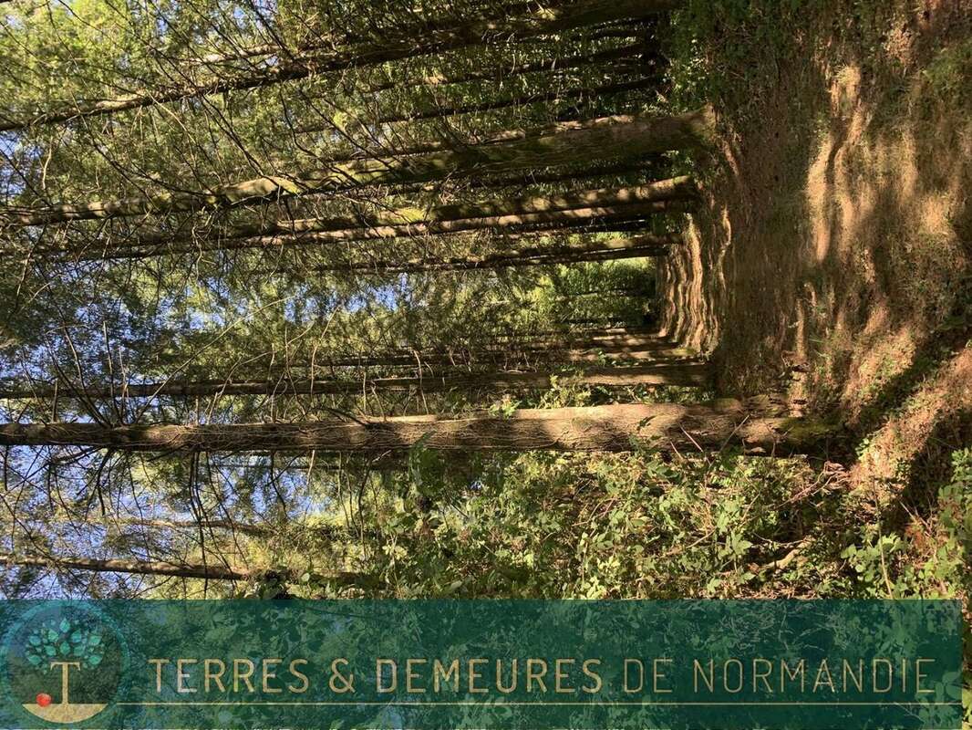 Dans le CALVADOS, secteur de VIRE (14500) A vendre bois de 3ha 69 a d'un seul tenant - photo 6