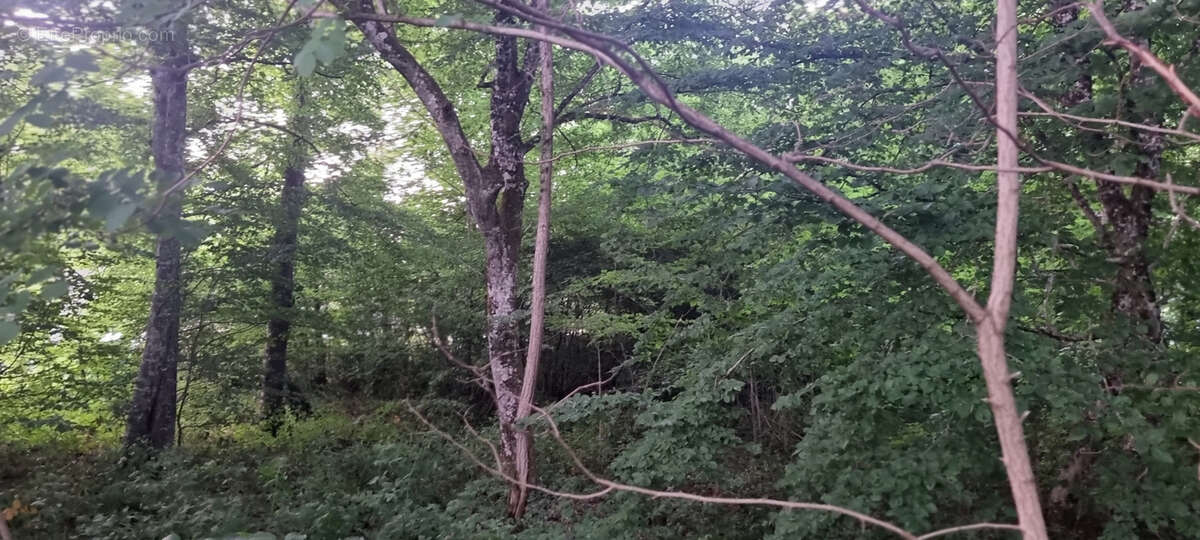 Terrain à LA SELLE-EN-HERMOY