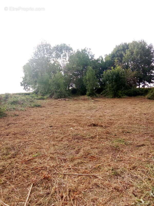 Terrain à GRISOLLES
