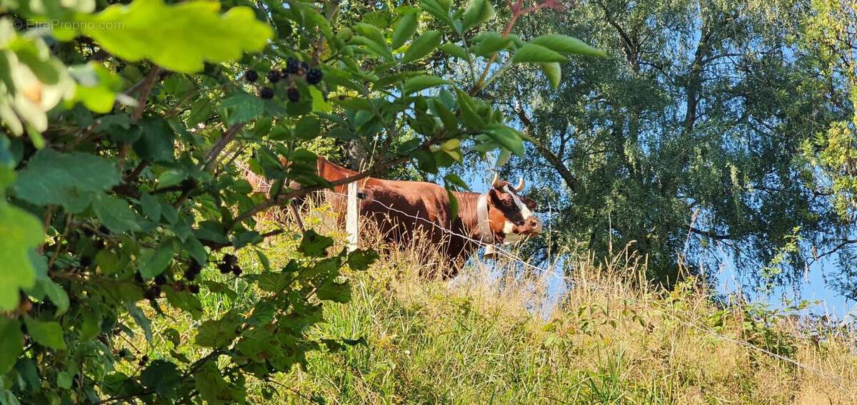 Terrain à SAINT-GERVAIS-LES-BAINS