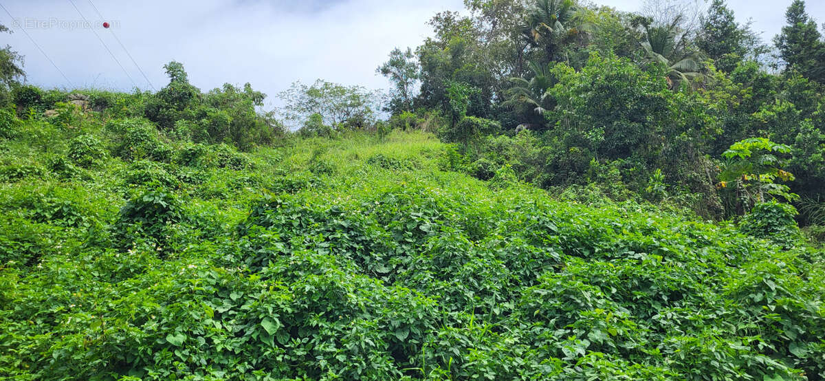 Terrain à LES ABYMES