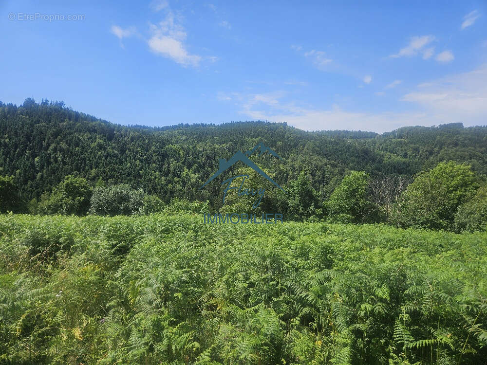 Terrain de 6500m2 dont 2300m2 constructible - photo 3