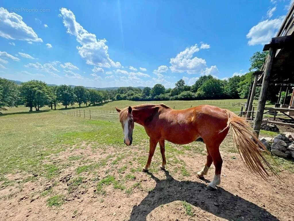 Exclusivité – Bourgogne, Morvan des Lacs – Secteur DUN-LES-PLACES - Une propriété de plus de 15 hectares, idéale pour une activi - photo 8