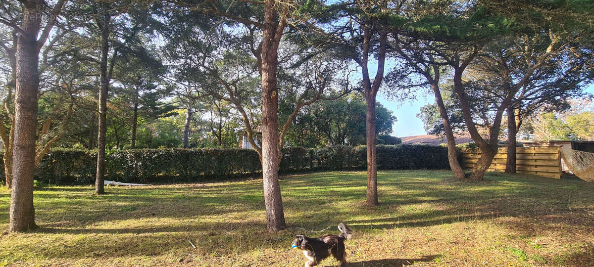 Photo 3 - Terrain à LABENNE