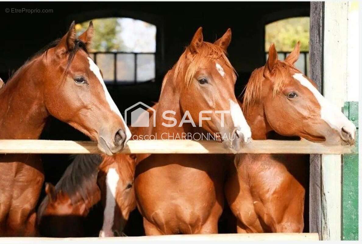 Photo 3 - Maison à POUZAUGES