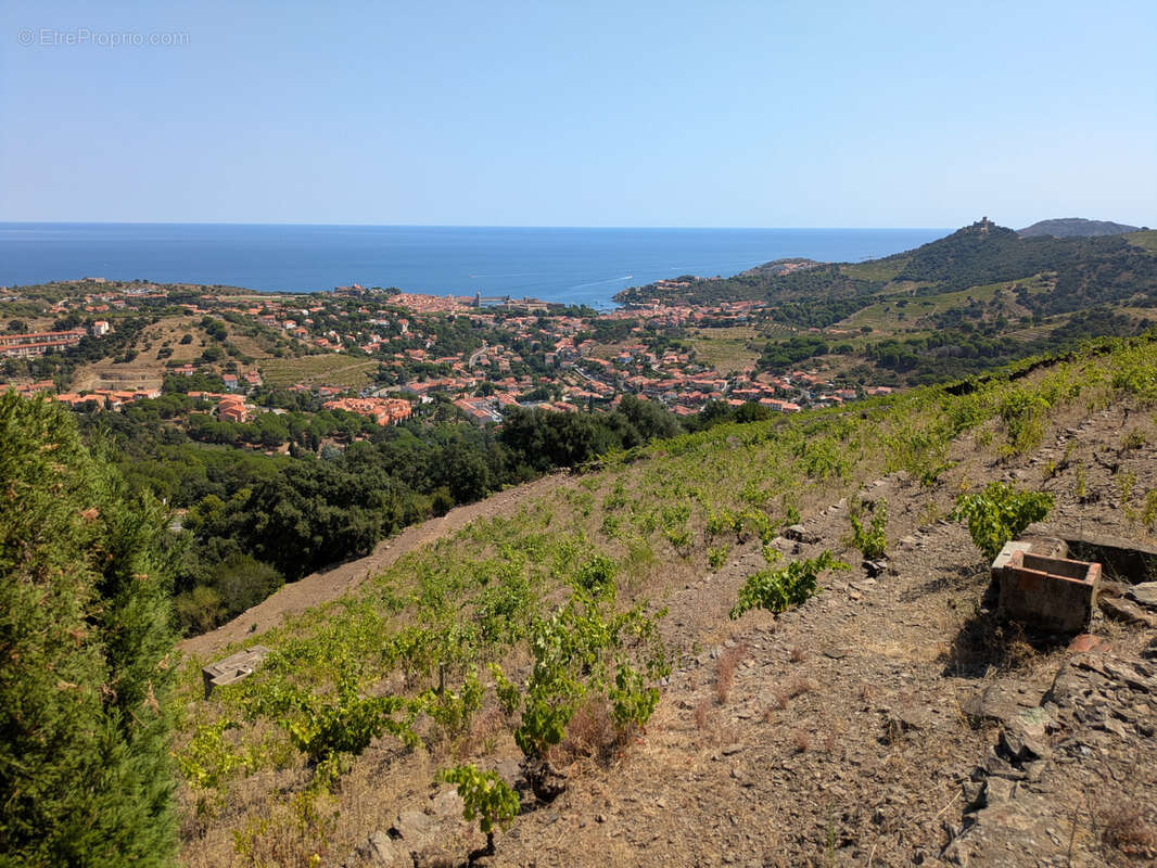 Vigne avec casot a vendre a collioure - photo 2