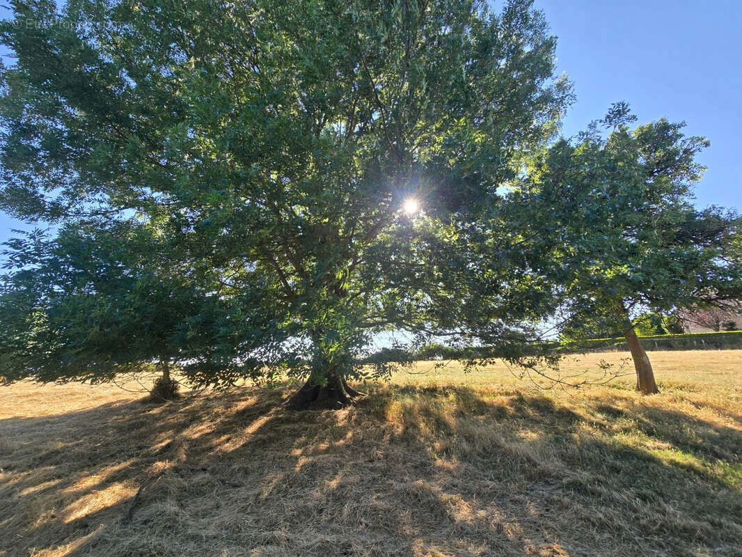 Corps de ferme a renover sur 4560m² - photo 13