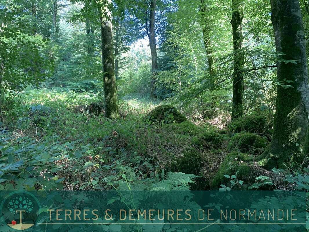 Dans le CALVADOS, secteur de VIRE (14500) A vendre bois de 3ha 69 a d'un seul tenant - photo 15