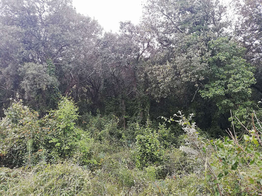 COLLINE PIOLENC - Terrain constructible, plat et boisé 1181m² - photo 2