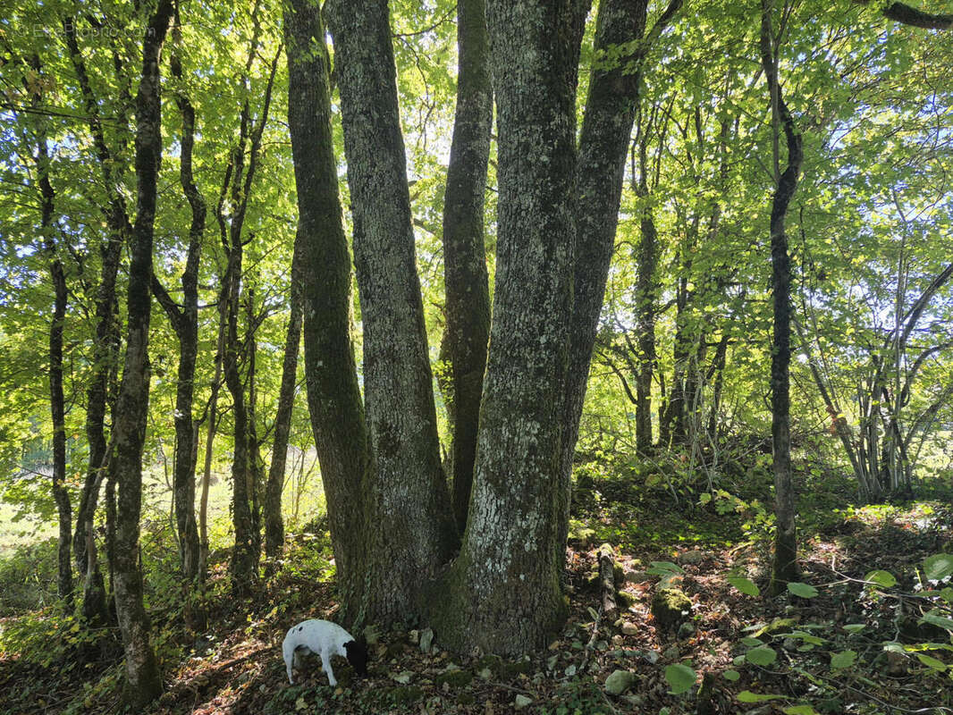 20251007_152156 - Maison à SAINT-MARTIAL-DE-VALETTE