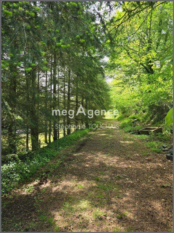 Propriété d’exception au cœur de la nature sur 3 ha – Saint-Mars-sur-la-Futaie - photo 7
