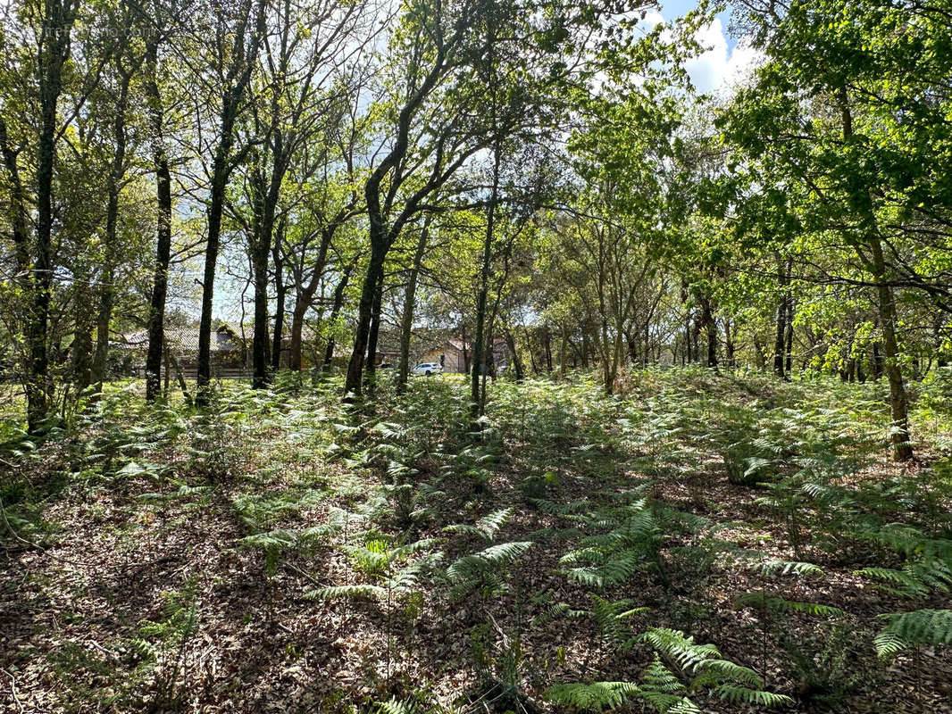 Photo 5 - Terrain à BIAS
