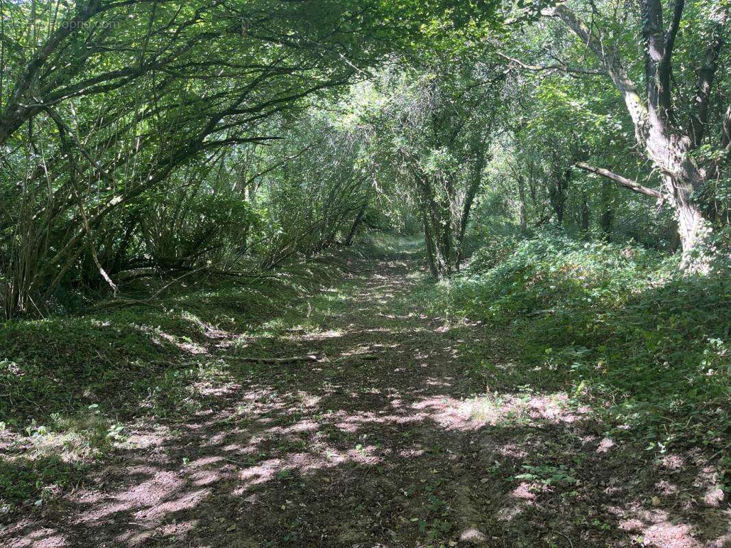 Exceptionnel domaine de loisirs boisé de 13,42 hectares dans le Perche - photo 4