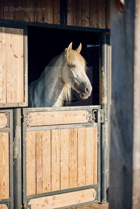 Haras de prestige proche nantes - photo 6