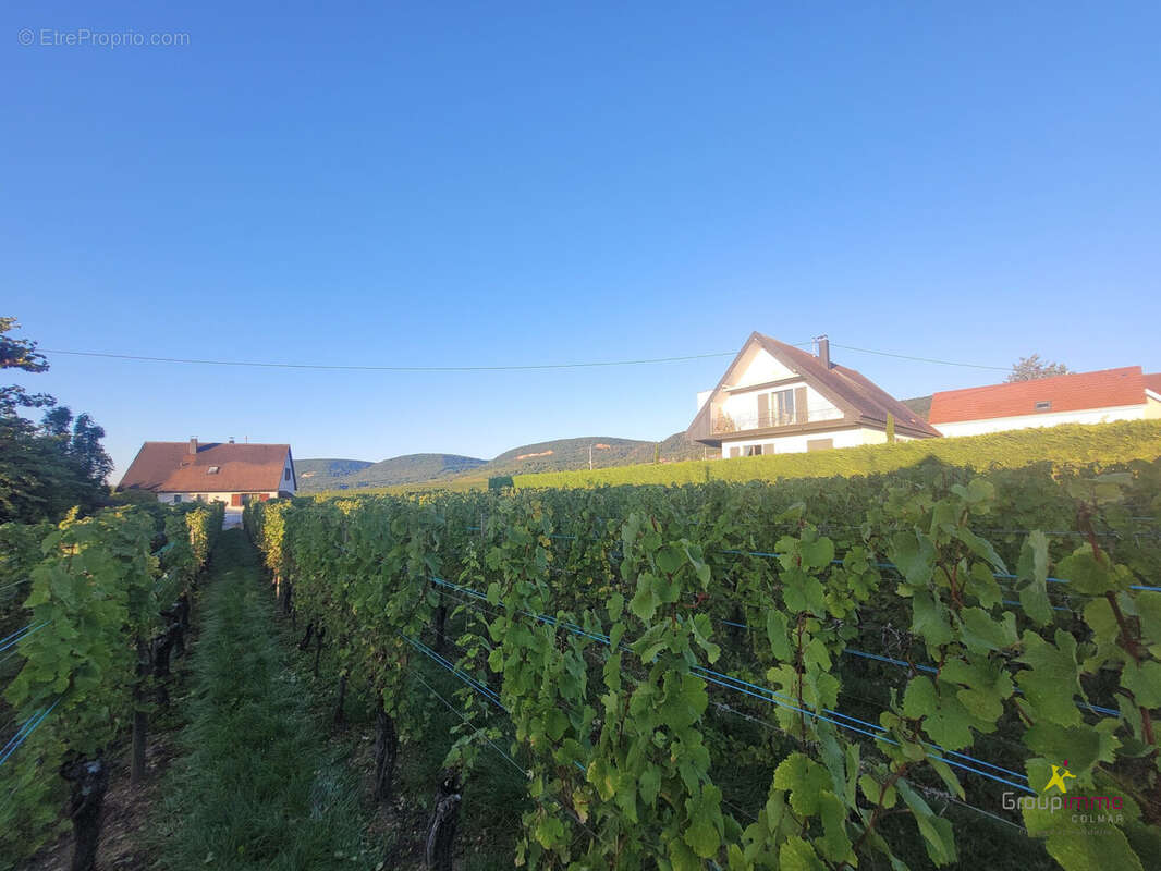 Terrain à OBERMORSCHWIHR