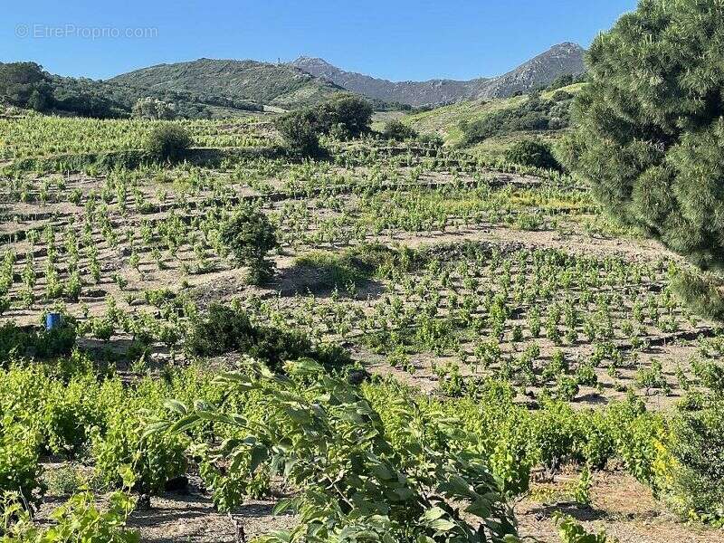 Terrain à COLLIOURE