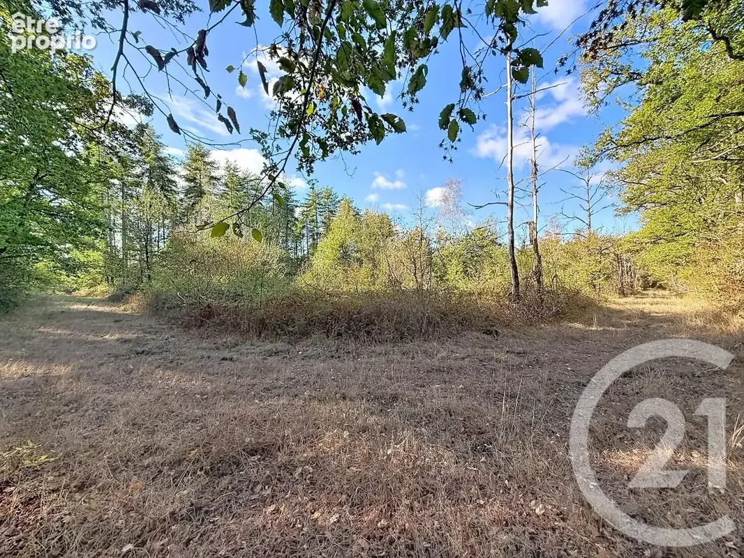 Terrain 80 605 m² à vendre à Chaon (41600) - photo 6