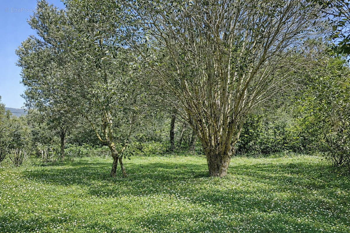 Maison à PORTO-VECCHIO