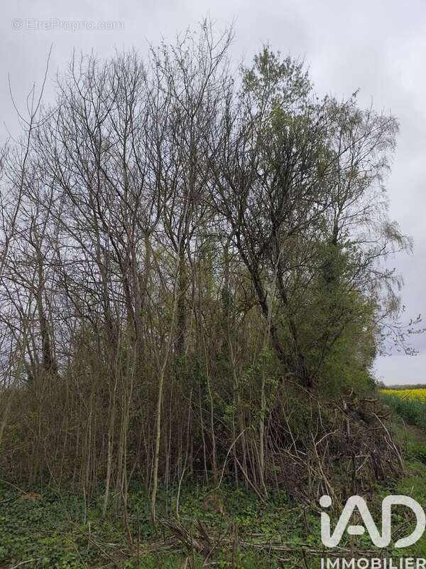 Photo 6 - Terrain à MARLES-EN-BRIE