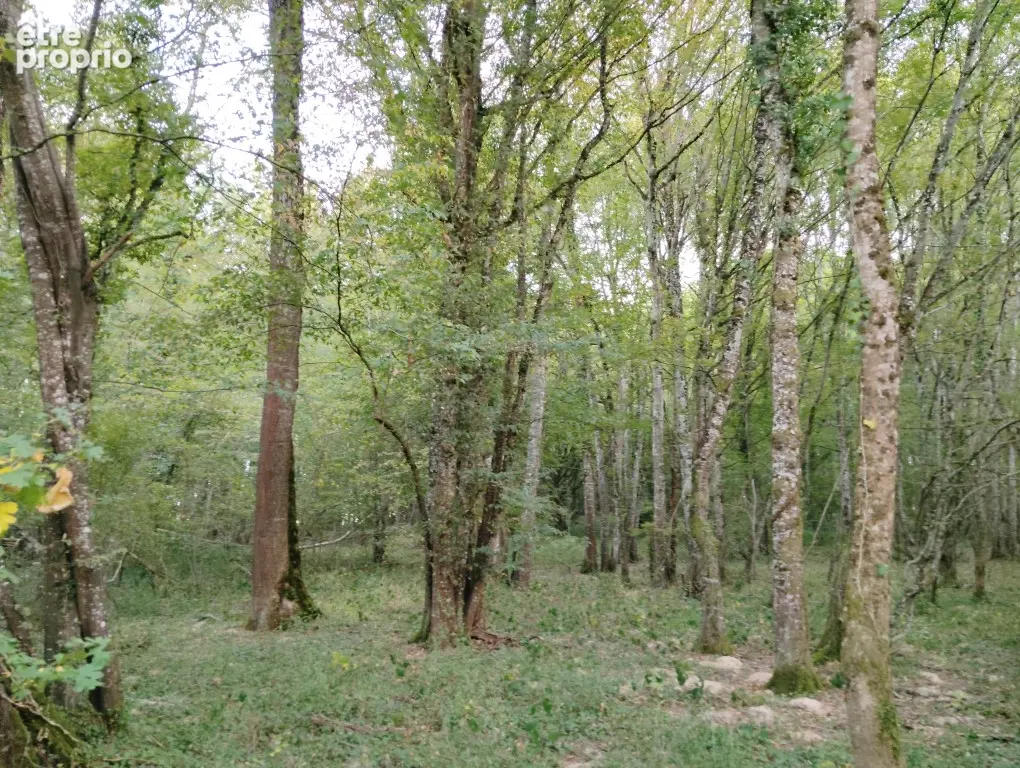 Terrain 23640 m² à Dammarie-Sur-Loing  - photo 4