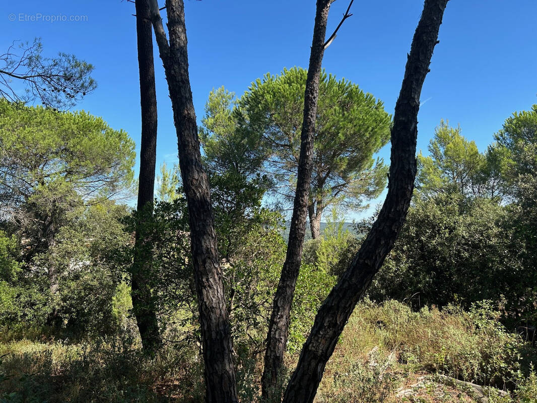 Terrain à SABRAN