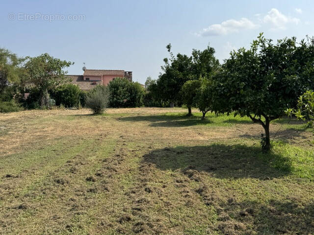 Terrain à PRUNELLI-DI-FIUMORBO