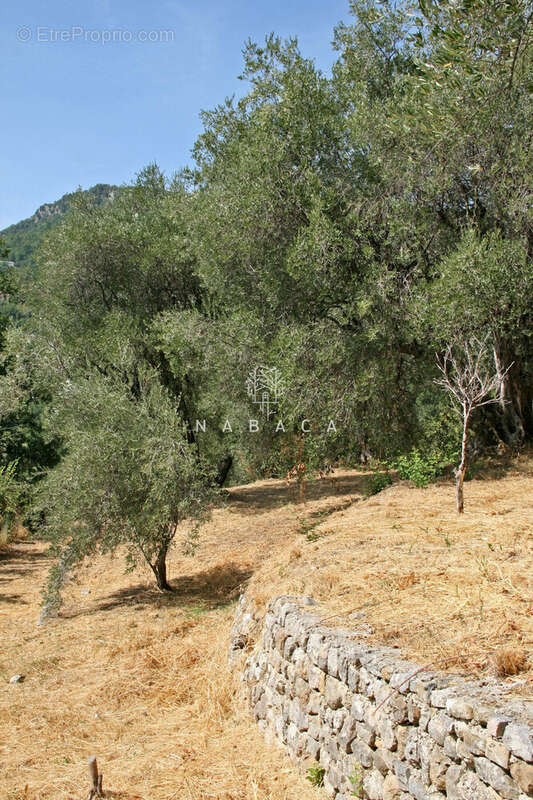 Terrain à LE BAR-SUR-LOUP