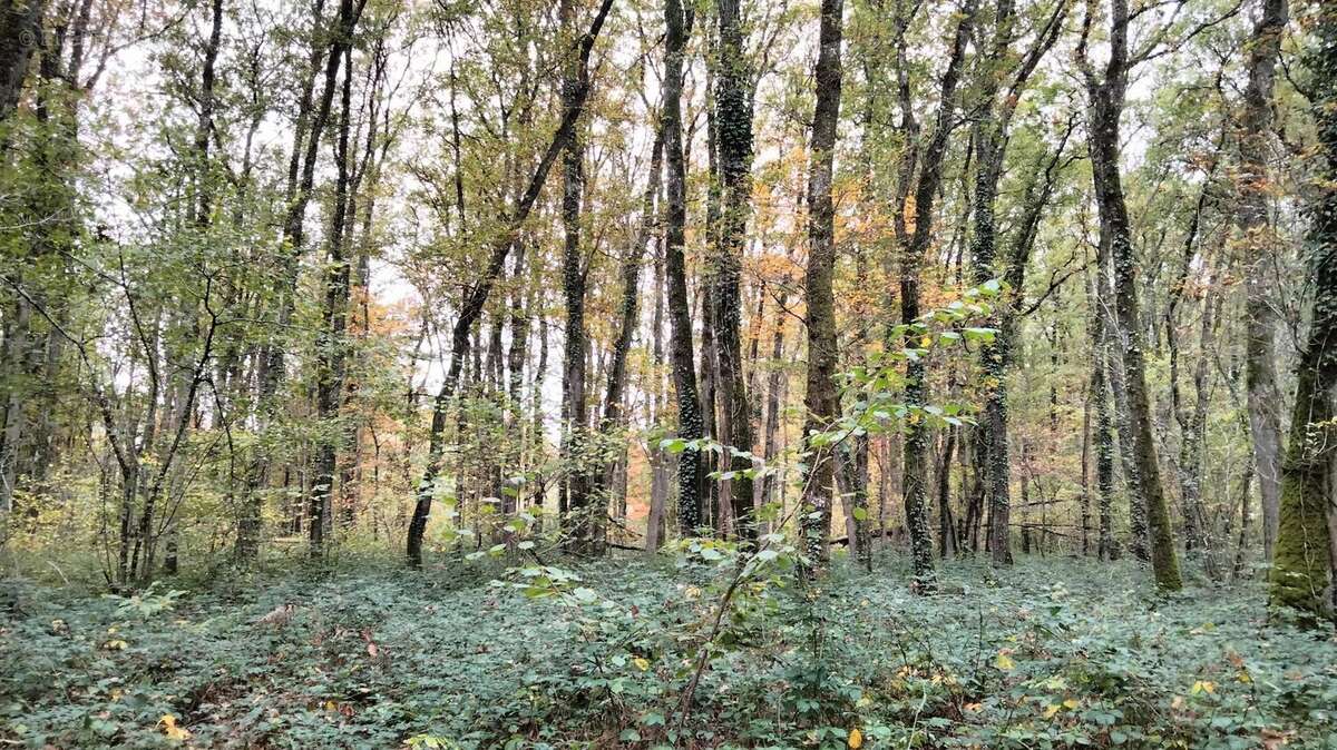 Terrain à VOUILLE