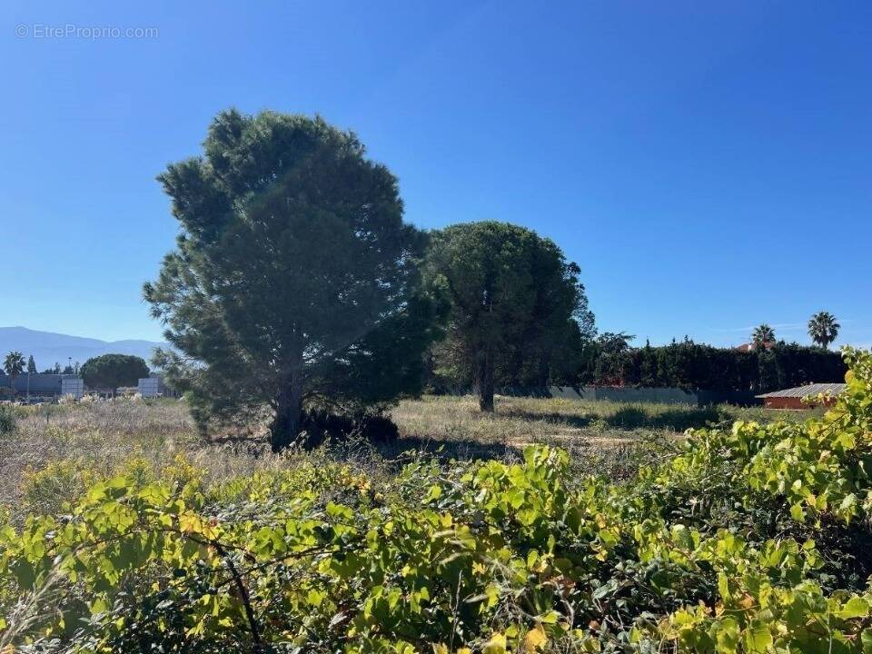 Terrain à LATOUR-BAS-ELNE