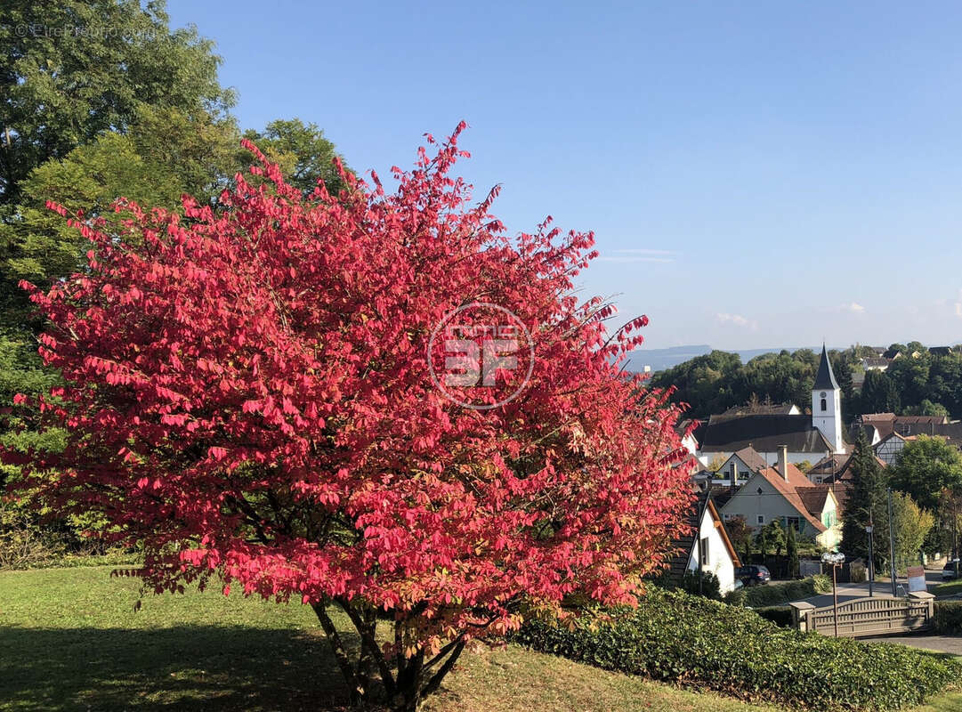 Maison à HEGENHEIM