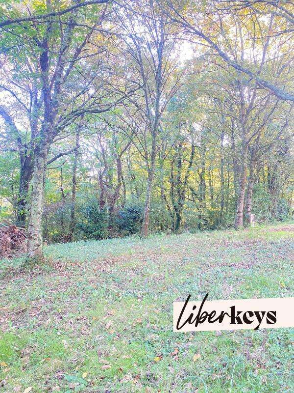 Terrain à SAINTE-COLOMBE