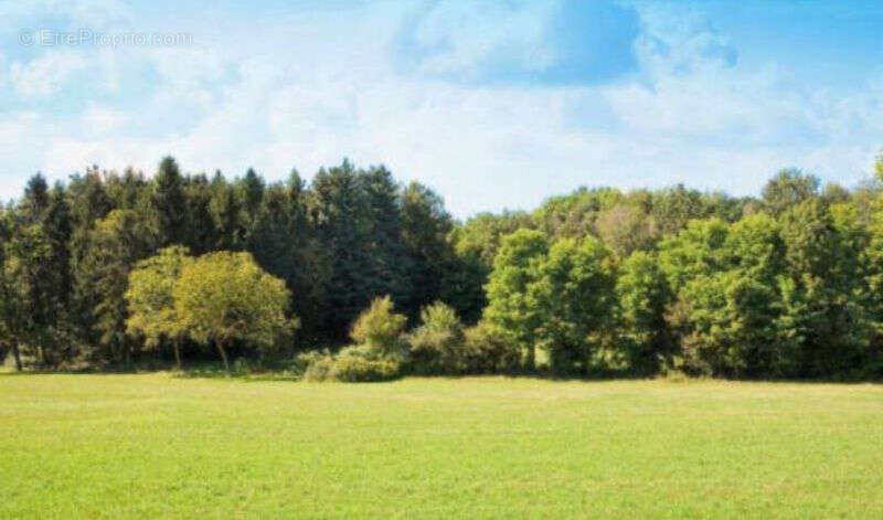 Terrain à HIRSINGUE