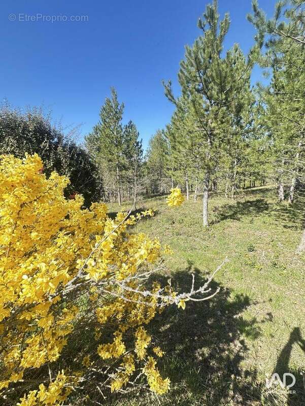 Photo 6 - Terrain à MOLLANS-SUR-OUVEZE