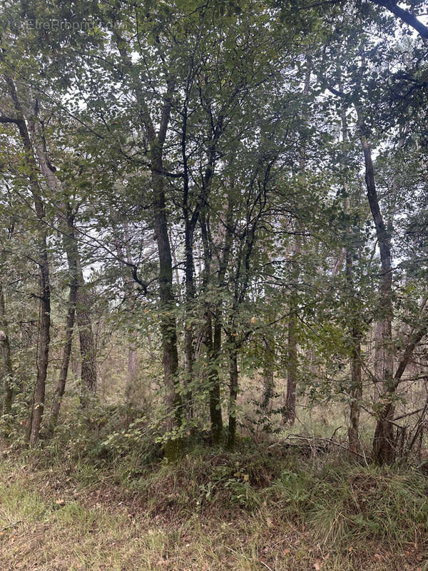 Terrain à CHENAUD