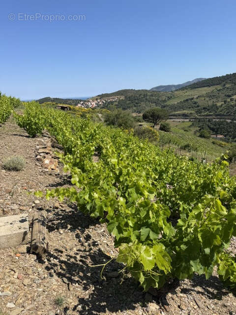 Terrain à COLLIOURE