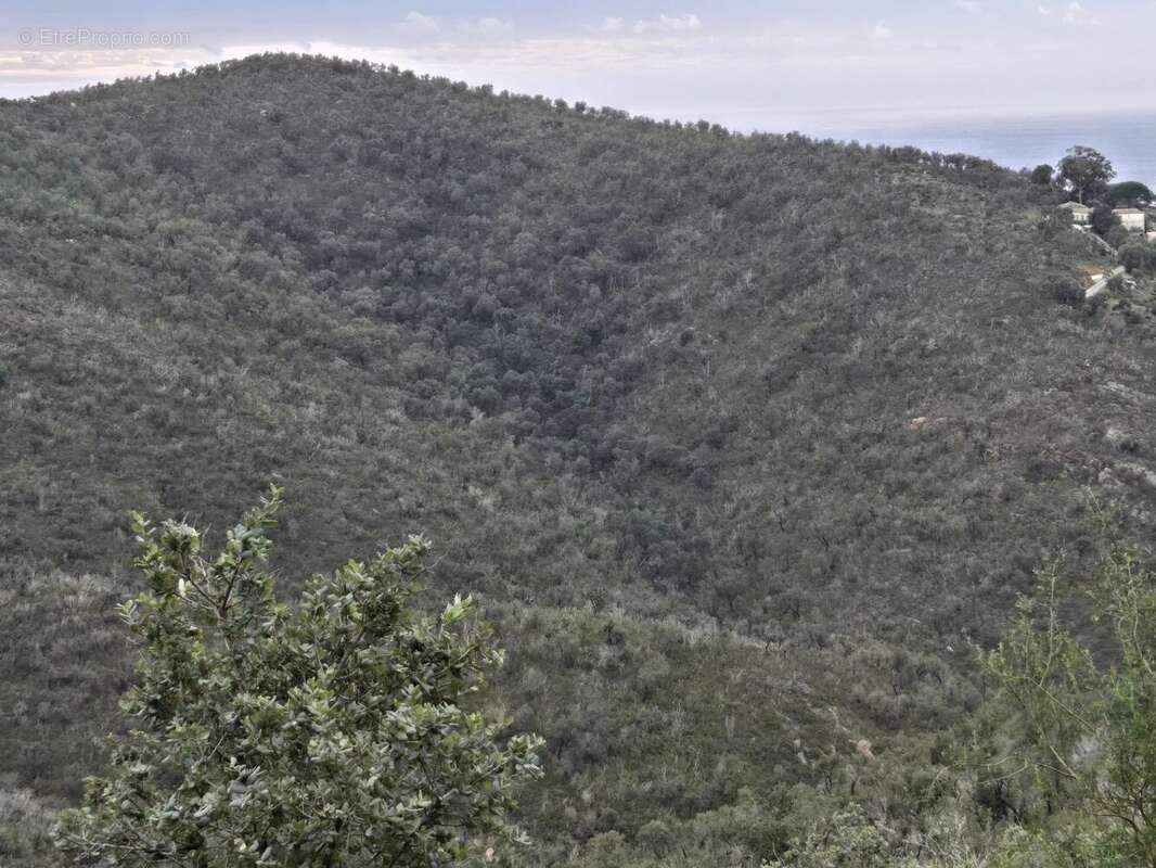 Terrain à BORMES-LES-MIMOSAS