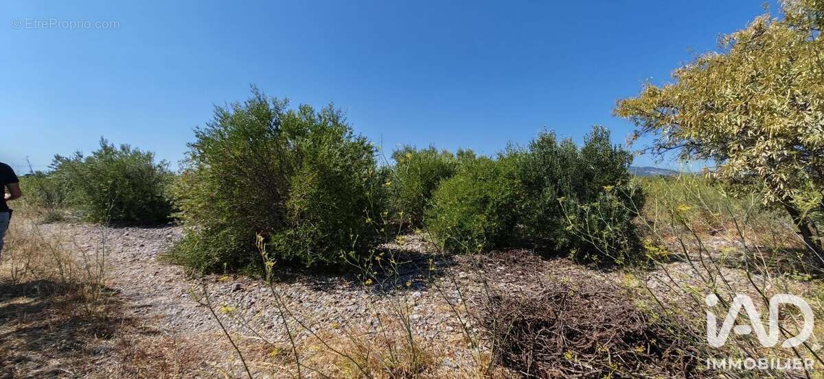 Terrain 3315 m² à La Palme  - photo 4